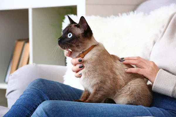 Gato Tailandês Engraçado Bonito Com Proprietário Casa — Fotografia de Stock