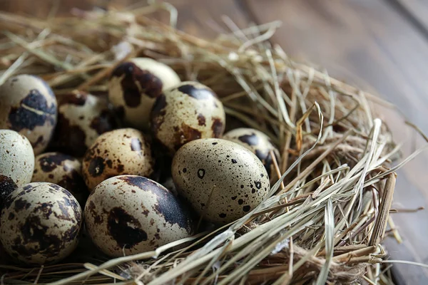 Nest Fresh Quail Eggs Closeup — Stock Photo, Image