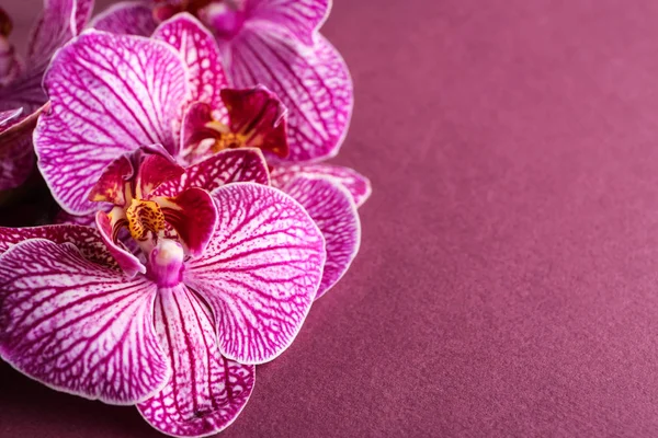 Schöne Orchideenblumen Auf Farbigem Hintergrund — Stockfoto