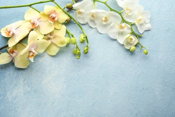 Belles Fleurs Orchidée Sur Fond Couleur — Photo
