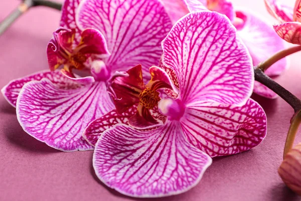 Schöne Orchideenblüten Auf Farbigem Hintergrund Nahaufnahme — Stockfoto