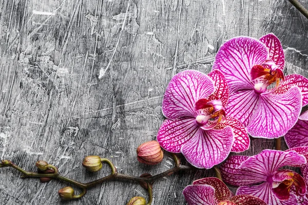 Schöne Orchideenblumen Auf Grunge Hintergrund — Stockfoto