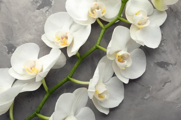Belles Fleurs Orchidée Sur Fond Gris — Photo