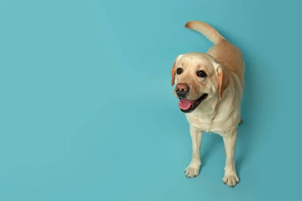 Słodkie Labrador Retriever Kolor Tła — Zdjęcie stockowe