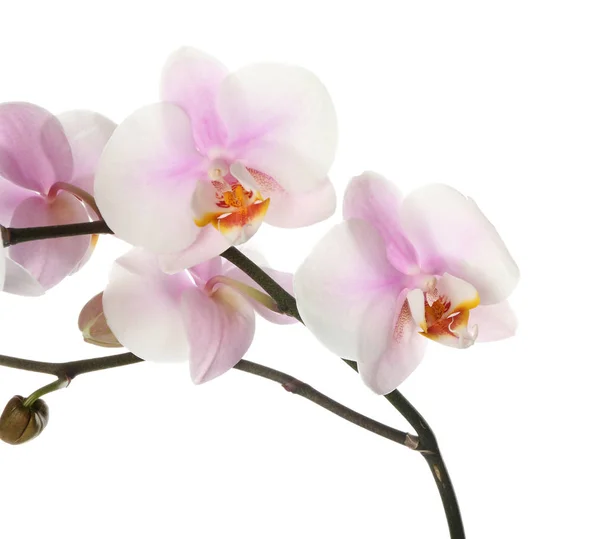 Hermosas Flores Orquídea Sobre Fondo Blanco — Foto de Stock