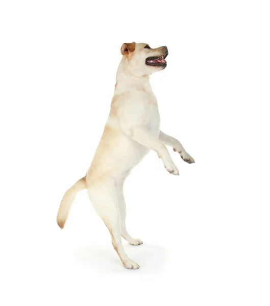 Lindo Labrador Retriever Saltando Sobre Fondo Blanco — Foto de Stock