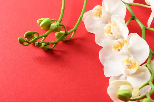 Beautiful Orchid Flowers Color Background — Stock Photo, Image