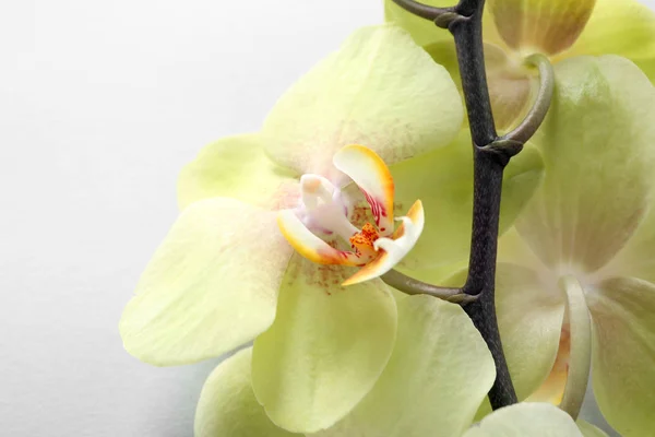 Beautiful Orchid Flowers White Background Closeup — Stock Photo, Image
