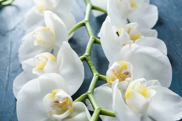 Belles Fleurs Orchidée Sur Fond Bois Couleur Gros Plan — Photo