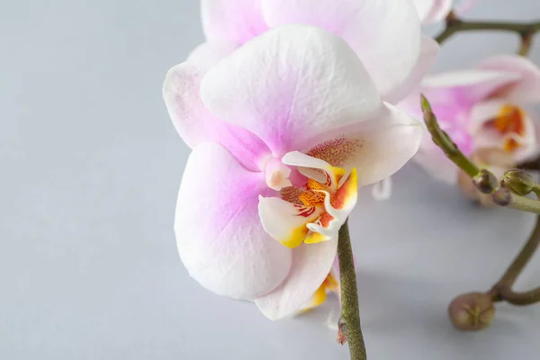 Schöne Orchideenblumen Auf Hellem Hintergrund — Stockfoto