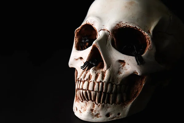黒い背景にクモと人間の頭蓋骨 — ストック写真