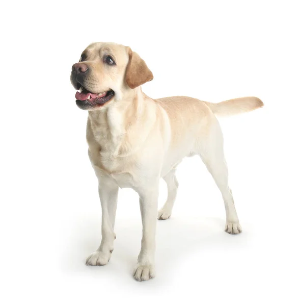 Niedlichen Labrador Retriever Auf Weißem Hintergrund — Stockfoto