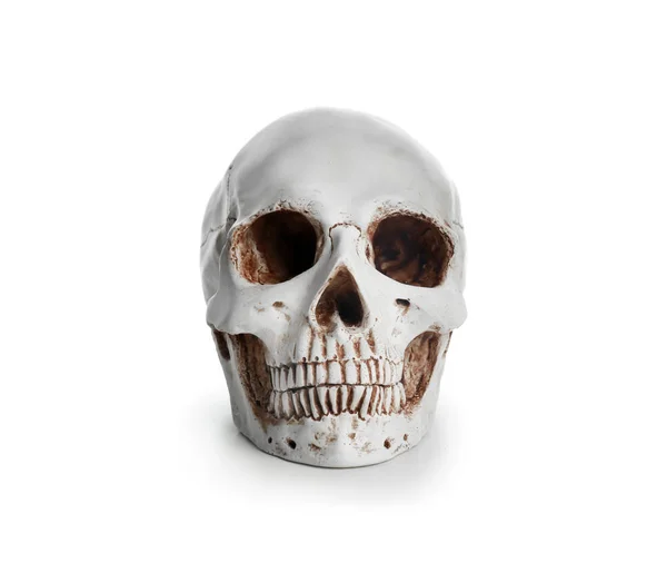 Human Skull White Background — Stock Photo, Image