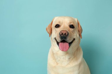 Renk arka plan üzerinde şirin Labrador geri almak