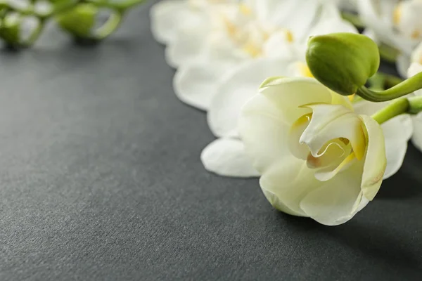 Beautiful Orchid Flowers Dark Background Closeup — Stock Photo, Image