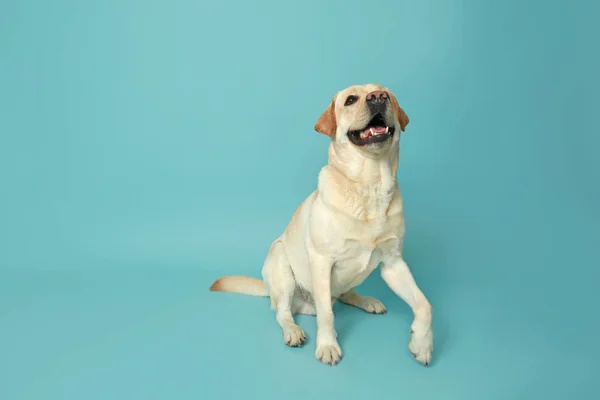 Słodkie Labrador Retriever Kolor Tła — Zdjęcie stockowe