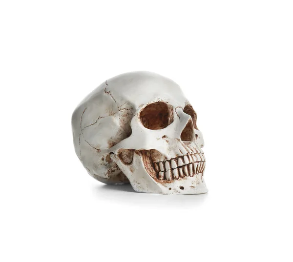 Human Skull White Background — Stock Photo, Image