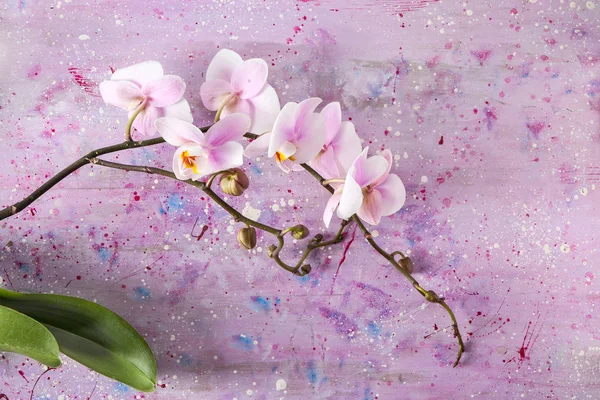 Beautiful Orchid Flowers Color Background — Stock Photo, Image