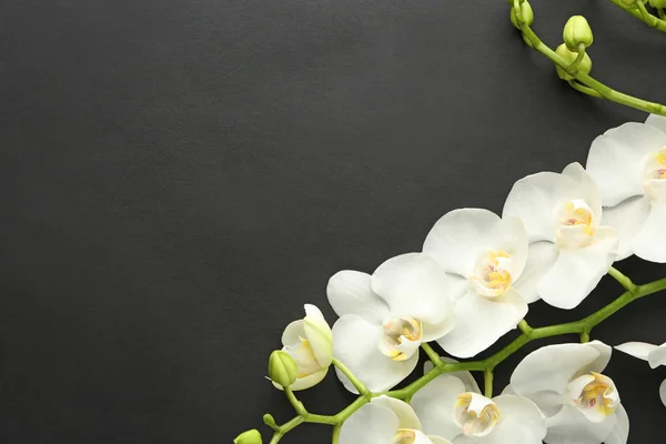 Beautiful Orchid Flowers Dark Background — Stock Photo, Image