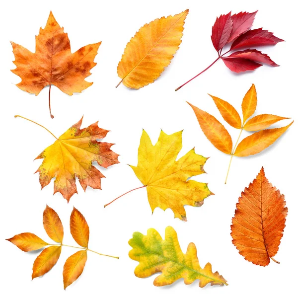 Verschiedene Herbstblätter Auf Weißem Hintergrund — Stockfoto