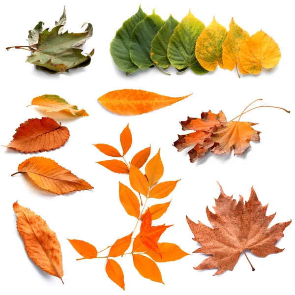 Different Autumn Leaves White Background — Stock Photo, Image