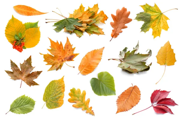 Différentes Feuilles Automne Sur Fond Blanc — Photo