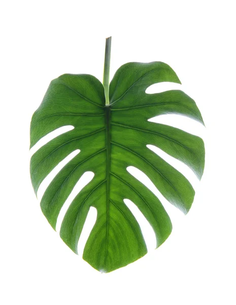 Fresh Tropical Monstera Leaf White Background — Stock Photo, Image