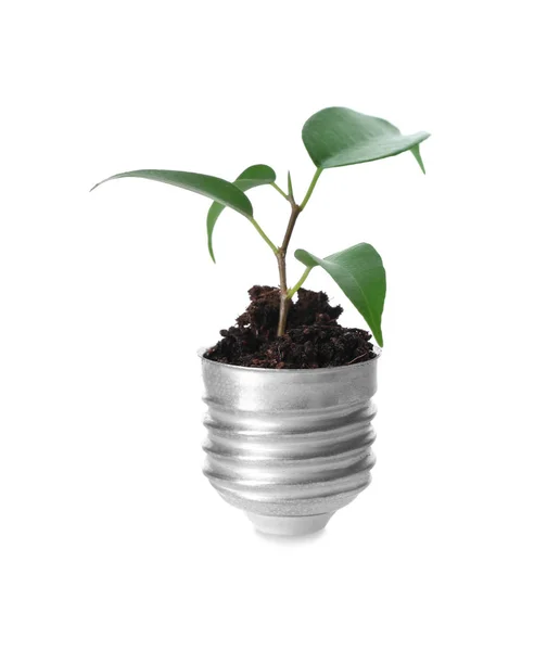 Grüne Pflanze Die Einer Glühbirnenkappe Auf Weißem Hintergrund Wächst Ökologisches — Stockfoto