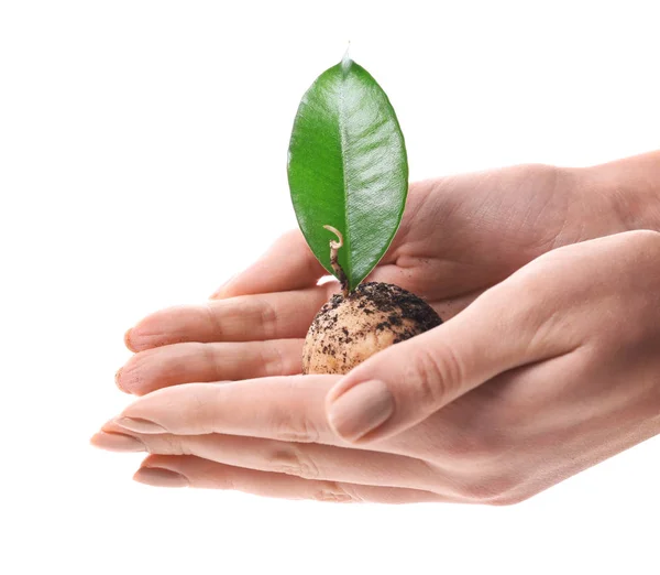 Female Hands Sprout White Background Ecology Concept — Stock Photo, Image