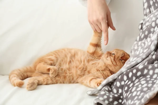 Young Woman Playing Cute Funny Cat Home — Stock Photo, Image