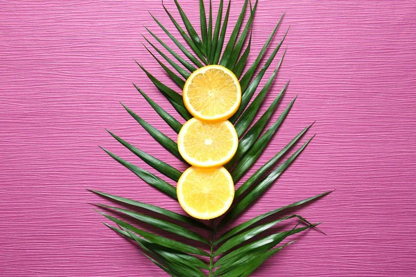 Tropical Palm Leaf Orange Slices Color Background — Stock Photo, Image