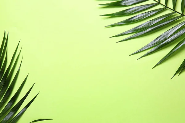 Tropisk Palm Lämnar Och Plats För Text Färgbakgrund — Stockfoto
