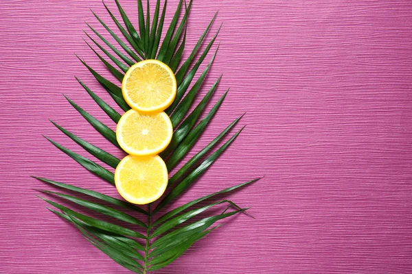 Tropical Palm Leaf Orange Slices Color Background — Stock Photo, Image