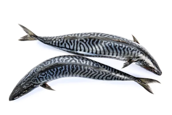 Вкусная Сырая Рыба Макрель Белом Фоне — стоковое фото