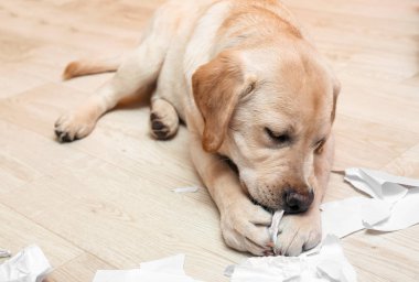Katta evde kağıt ile oynayan yaramaz labrador köpek