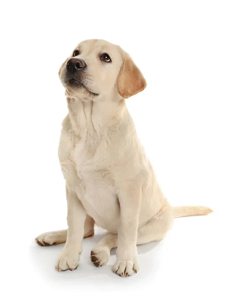 Entzückender Labrador Hund Auf Weißem Hintergrund — Stockfoto