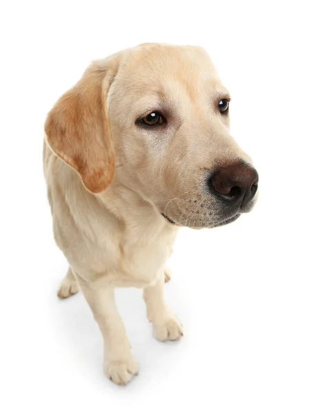 Adorável Cão Labrador Fundo Branco — Fotografia de Stock