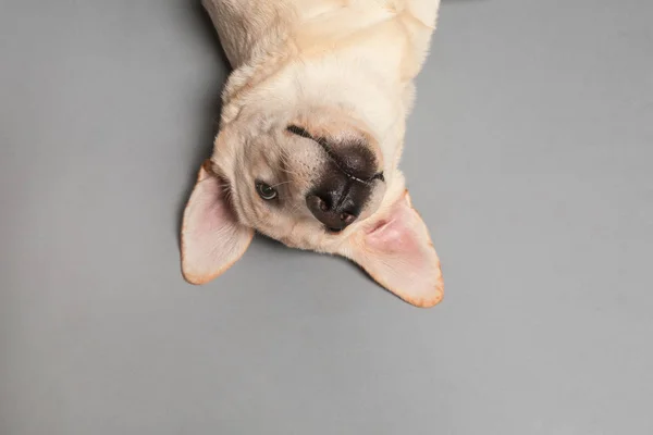 Divertido Perro Labrador Acostado Sobre Fondo Gris —  Fotos de Stock