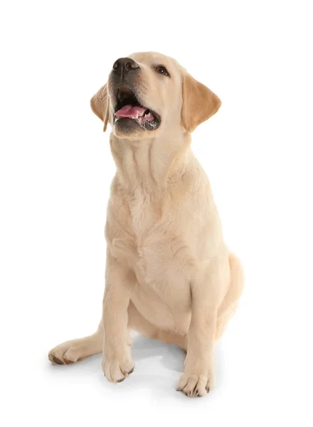 Entzückender Labrador Hund Auf Weißem Hintergrund — Stockfoto