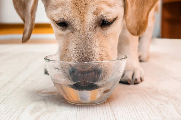Adorable labrador dog drinking fresh water from glass bowl