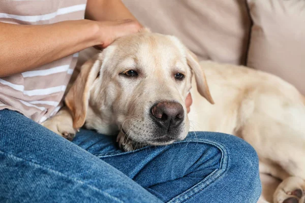 Cão Labrador Bonito Com Proprietário Descansando Casa — Fotografia de Stock