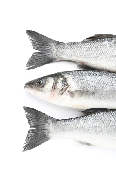 Tasty Fresh Seabass Fish White Background — Stock Photo, Image