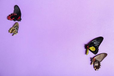 Renk arka plan üzerinde güzel tropikal kelebekler