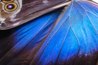 Güzel tropikal kelebek, closeup Wings