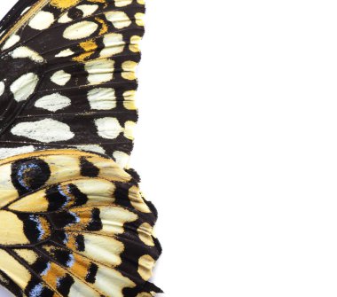 Beyaz arka plan üzerinde güzel tropikal kelebek kanatları