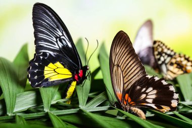 Açık havada tropikal yaprak üzerinde oturan güzel kelebekler