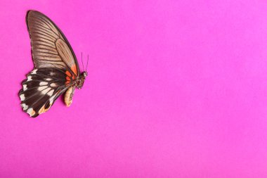 Güzel tropikal kelebek renk arka plan üzerinde
