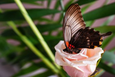 Güzel çiçek üzerinde oturan tropikal kelebek
