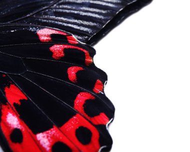 Beyaz arka planda, closeup güzel tropikal kelebek kanatları