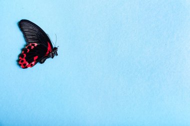 Güzel tropikal kelebek renk arka plan üzerinde